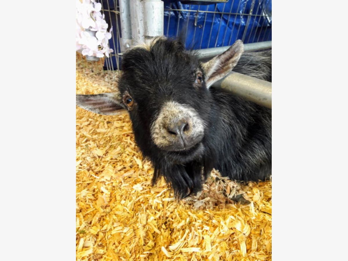 A goat is pictured at the Cloverdale Citrus Fair, Feb. 15, 2019.