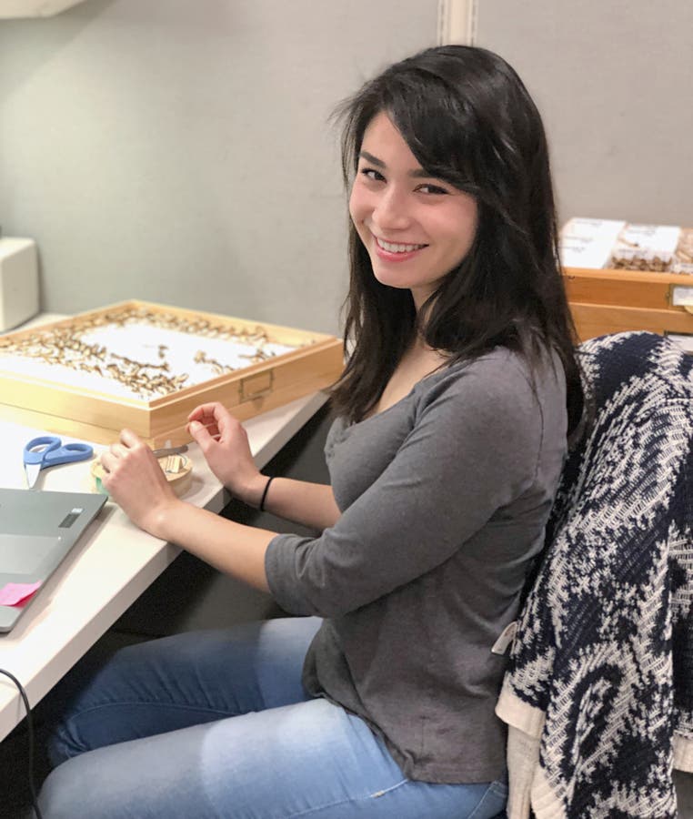 Ivana Trinh Satre at work at Bohart Museum of Entomology