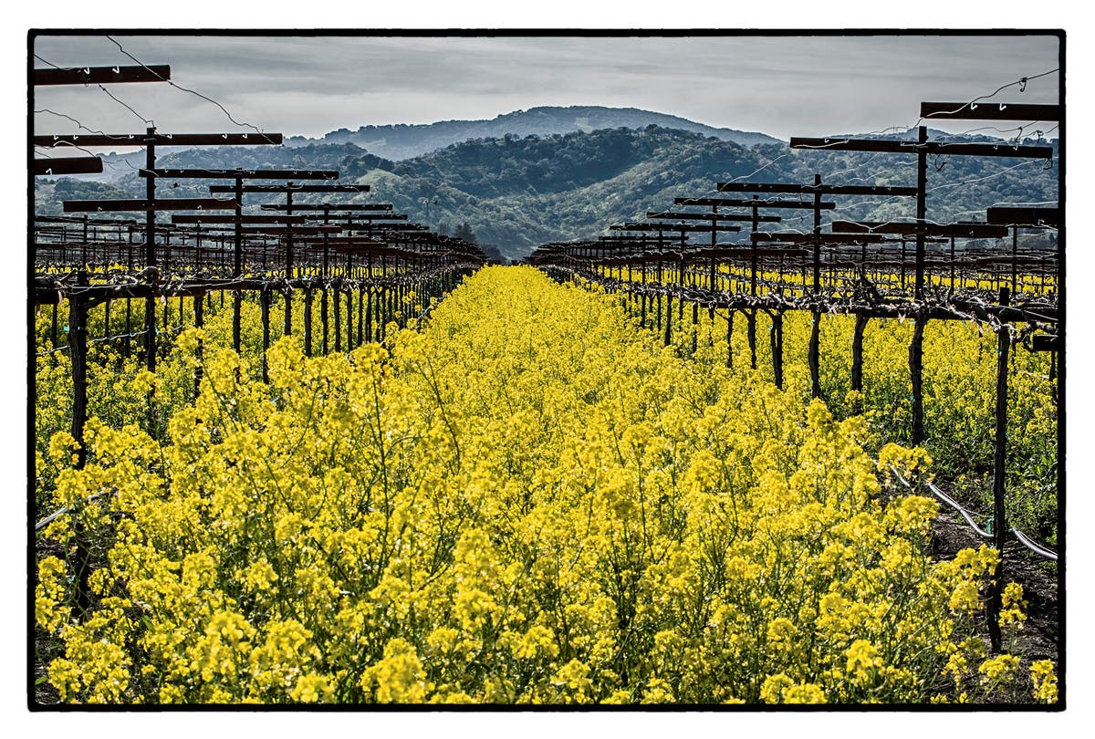 Mustard-filled vineyard is pictured with the Vaca Mountains as a backdrop, March 2019.