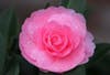 A rose blooms in Sonoma wine country, a sign that spring 2019 has arrived.