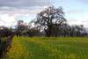 Mustard blooms in Sonoma Valley, a sign that spring 2019 has arrived.