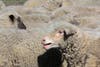 A flock of sheep was shopped at a Sonoma wine country vineyard, spring 2019.