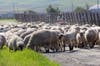 Sheep graze a Sonoma Valley vineyard, a sign that spring 2019 has arrived.