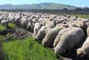 Sheep graze a Sonoma Valley vineyard, a sign that spring 2019 has arrived.