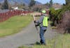 A shepherd hard at work in Sonoma Valley wine country.