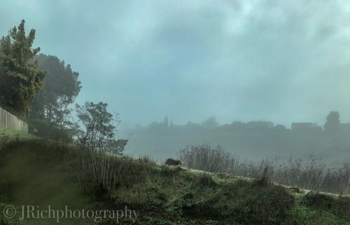 A coyote treks along Hastings Drive near Southampton Road in Benicia, California.