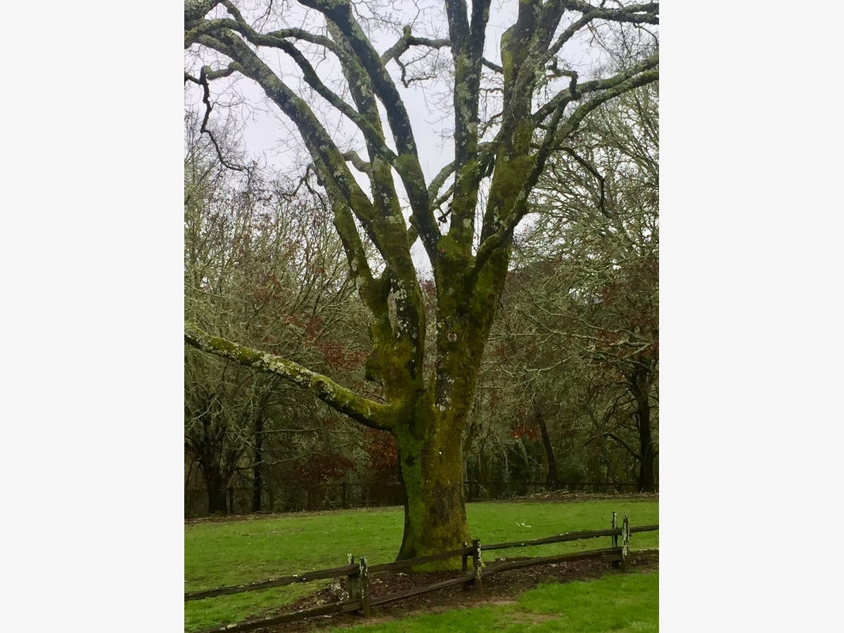 This scene March 2, 2019 in Sebastopol reminded the photographer of Ireland