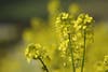 Mustard in bloom the first weekend of spring 2019 in Northern California wine country.