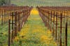 Napa Valley's own superbloom of vineyards March 24, 2019 near Old Sonoma Highway in south Napa, CA.
