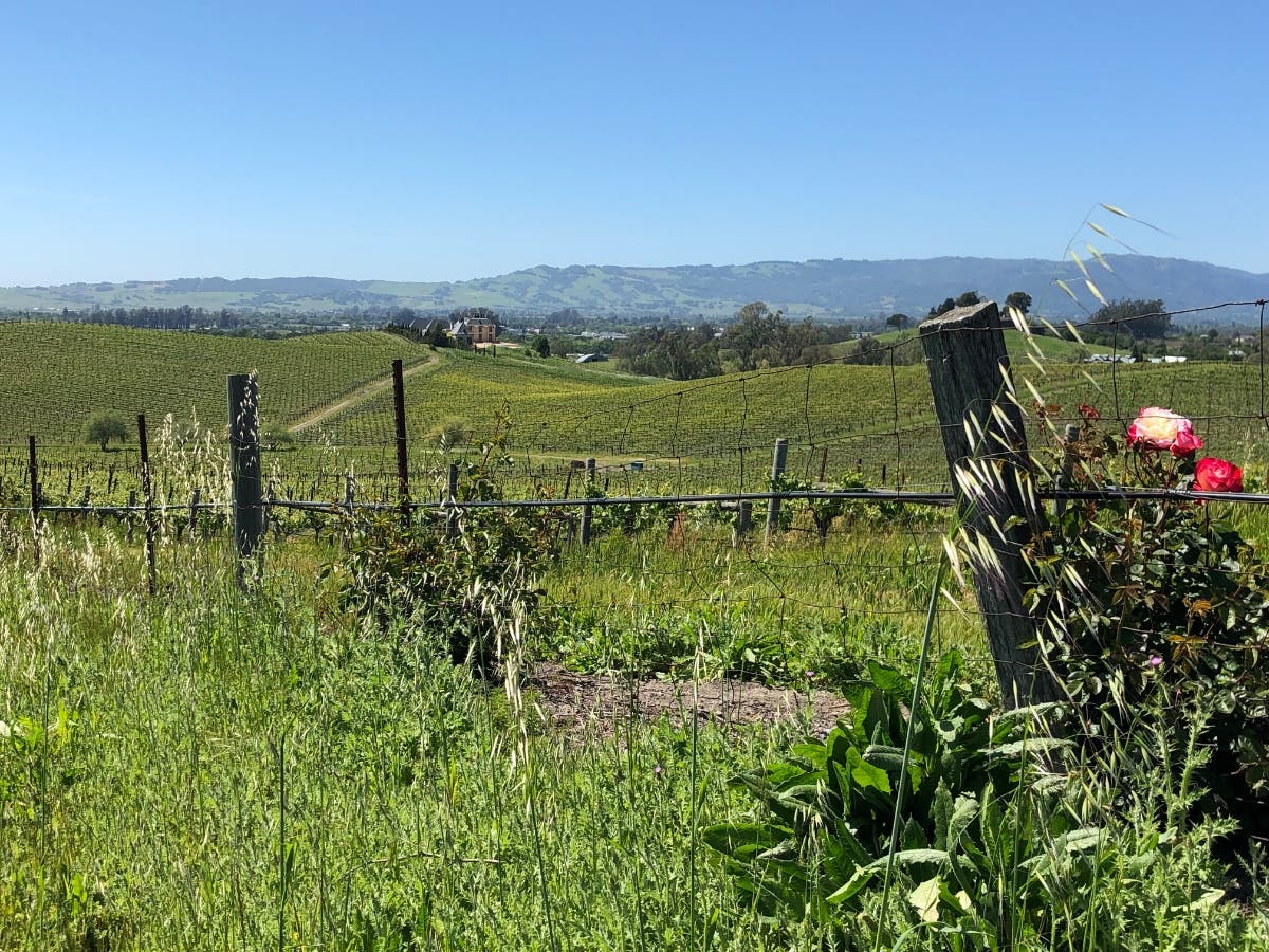 Napa Valley wine country