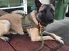 Mako is a 2-year-old Belgian Malinois with the Sonoma County Sheriff's Office
