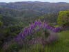 Oak Savanna at Sunrise: April 20, 2019 at Quail Ridge Wilderness Conservancy