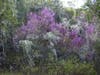 Oak Savanna at Sunrise: April 20, 2019 at Quail Ridge Wilderness Conservancy