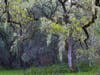 Oak Savanna at Sunrise: April 20, 2019 at Quail Ridge Wilderness Conservancy