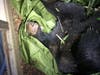 A bear is shown after it was tranquilized May 31, 2019 in Napa, California.