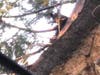 A bear is pictured in a tree Friday, May 31, 2019 in Napa, California.