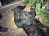 A bear is shown after it was tranquilized Friday night, May 31, 2019 in Napa, California.