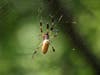 A female Trichonephila clavipes (formerly Nephila clavipes) spider is usually a giant compared to her male counterpart.