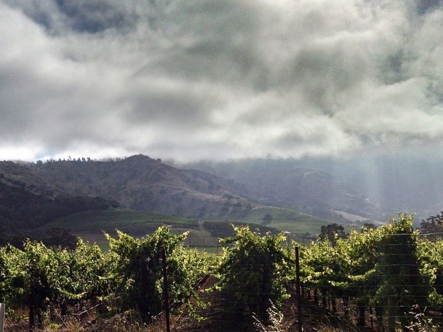 A lovely morning in Napa Valley