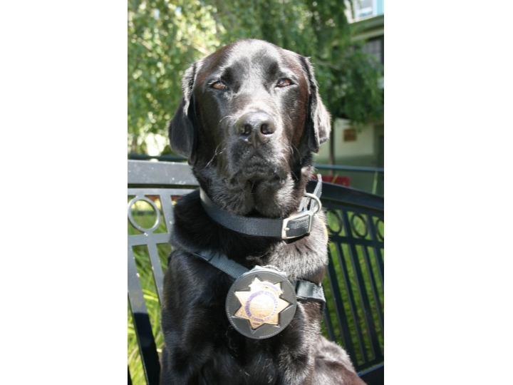 Assistant DA's Office Inspector Janet Era said she didn't pick Bear; he picked her.