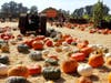 Pumpkins of many colors and sizes were found over the weekend at Stanly Lane Pumpkin Patch in south Napa.