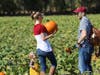 Petaluma Pumpkin Patch