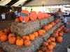 Pronzini Pumpkin Patch