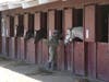 Horses are shown at the large animal evacuation center at Santa Rosa fairgrounds.