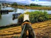 Sylvester the Pit bull looks out the marina in Petaluma, California.