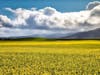 A mustard field in bloom along Lakeville Highway in Petaluma, California.