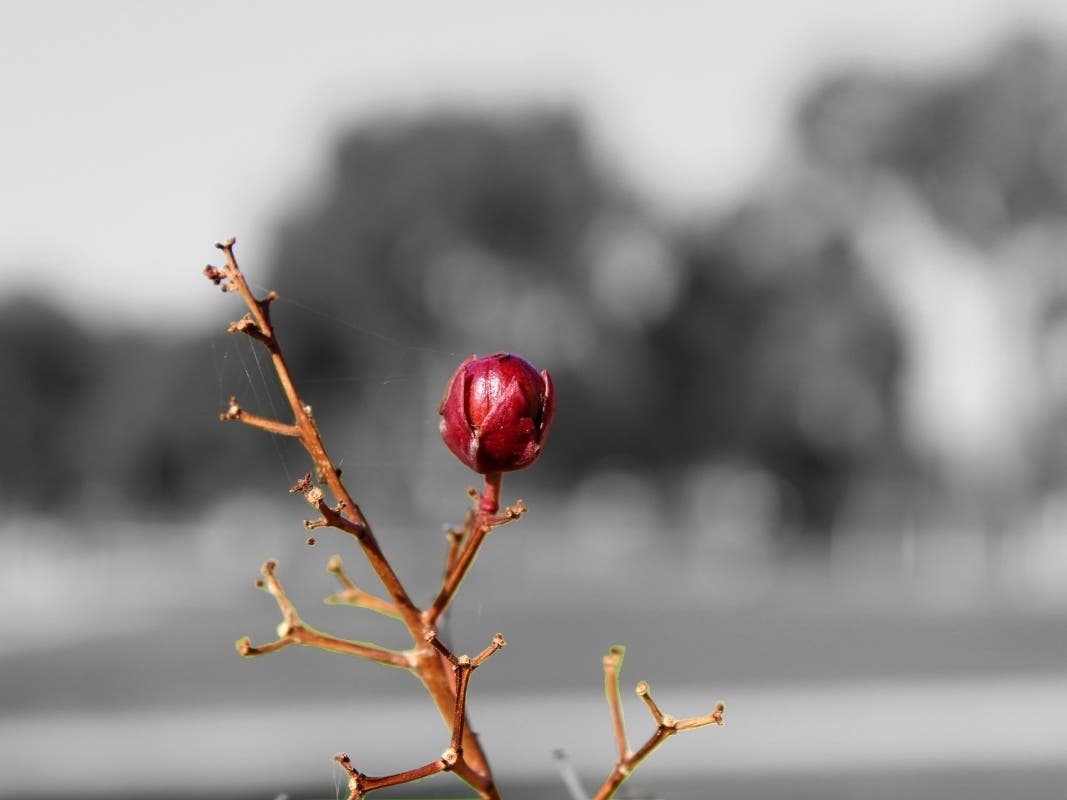 A winter rosebud is pictured at Martinez Waterfront Park.