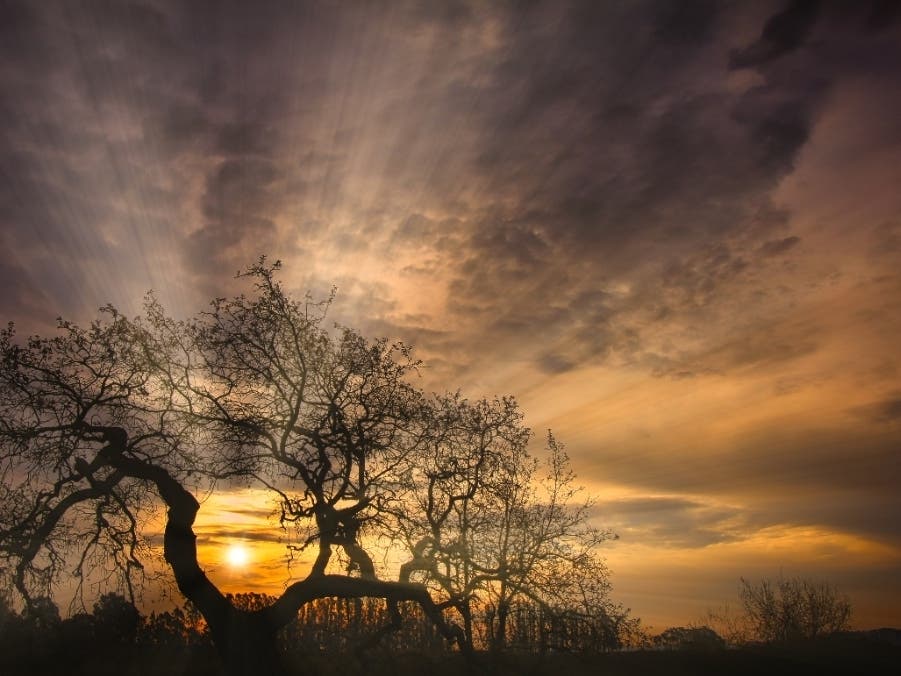 Shollenberger Park, Petaluma, California