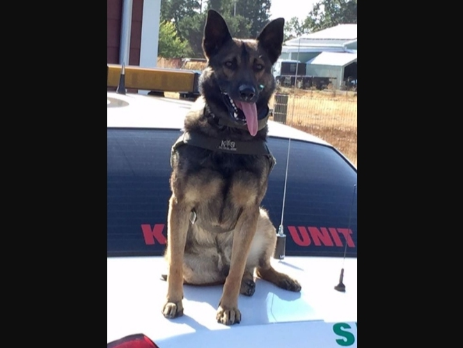 Scout, a police dog with the Sonoma County Sheriff's Office, is credited with apprehending a car theft suspect Saturday, Dec. 14, 2019, in Santa Rosa.
