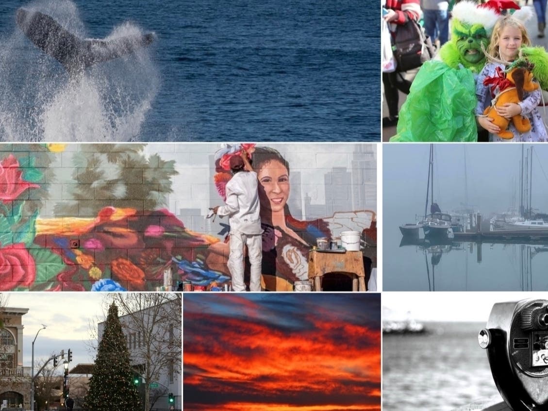 Timothy Hammond | Al Francis | BIRDMAN PHOTOS 2019 | Claus Weisemann | Dave Alfonso | Steve McCall