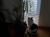 A kitty cat observes snow on Cobb Mountain, Jan. 16, 2020.