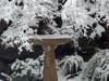 Snow on Cobb Mountain, Jan. 16, 2020.