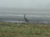 A blue heron is pictured near Petaluma Municipal Airport, Jan. 23, 2020.