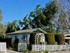 Huge trees toppled in Sonoma County during Sunday's high-wind episode. This tree fell on top of a vacant house that is for sale on Church Street in the City of Sonoma.