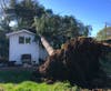 One of many trees that toppled in the North Bay on Sunday. This tree fell onto a home on Church Street in the City of Sonoma.