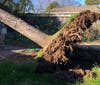 This massive tree blew down early Sunday morning onto a house on Church Street in Sonoma. No one was hurt since the home was vacant.