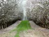 Rows of almond trees are in bloom in Northern California.
