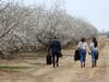 Rows of almond trees are in bloom in Northern California.