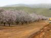 Rows of almond trees are in bloom in Northern California.