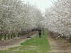 Rows of almond trees are in bloom in Northern California.