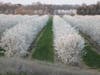 Rows of almond trees are in bloom in Northern California.