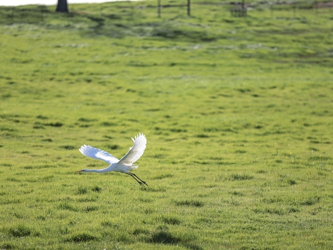 Heron pictured in flight at Silverado Resort and Spa in Napa, California