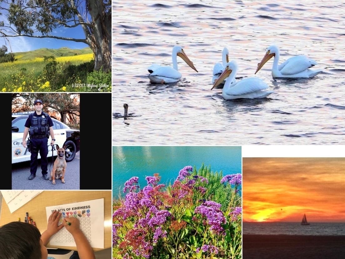 Top left: "Picnic In The Park"; Top right: "Pelicans At The Reservoir"; Side left: "Petaluma PD's Newest Member"; Bottom left: "100 Acts Of Kindness"; Center bottom: "Spring Flowers At Oyster Point"; Bottom right: "Sailboat In The Sunset"