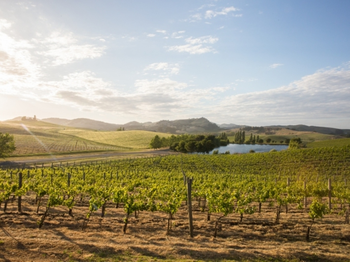 Cuvaison winery’s estate vineyard in Los Carneros