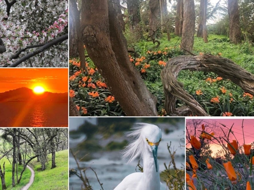 Top left: "Trees Break Into Bloom"; Top right: "Deep Shade Flowers In Golden Gate Park"; Left middle: "Intense Orange Sunset"; Left bottom: "Shell Ridge Hike"; Bottom middle: "Here's Looking At You"; Bottom right: "California Poppies At Sunset"