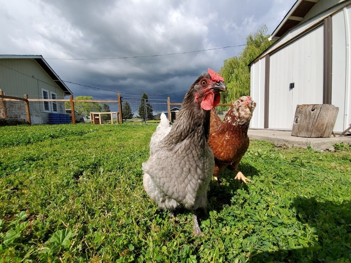 Chickens run toward photographer Steven Donnelly for a treat.